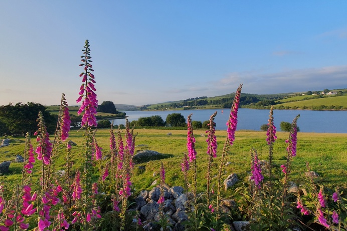 Spring flowers at Siblyback Lake