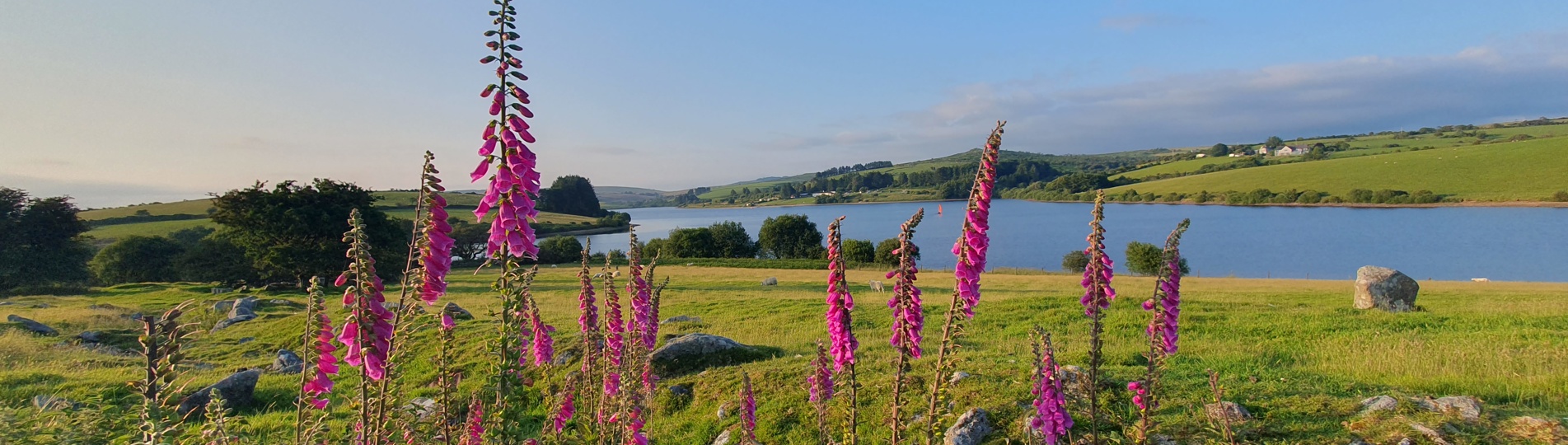Spring flowers at Siblyback Lake