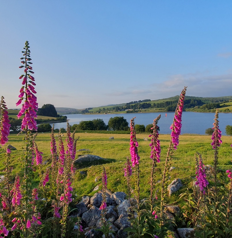 Spring flowers at Siblyback Lake