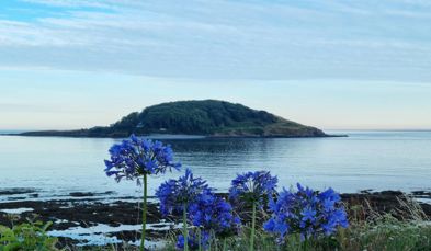 The view of Looe Island from Hannafore on a calm sunny evening with blue flowers in the foreground