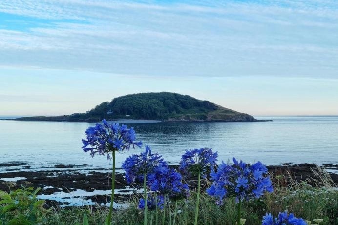 The view of Looe Island from Hannafore on a calm sunny evening with blue flowers in the foreground