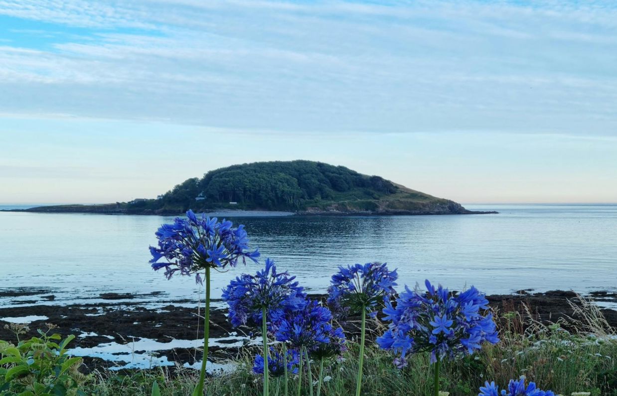 The view of Looe Island from Hannafore on a calm sunny evening with blue flowers in the foreground