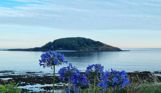 The view of Looe Island from Hannafore on a calm sunny evening with blue flowers in the foreground