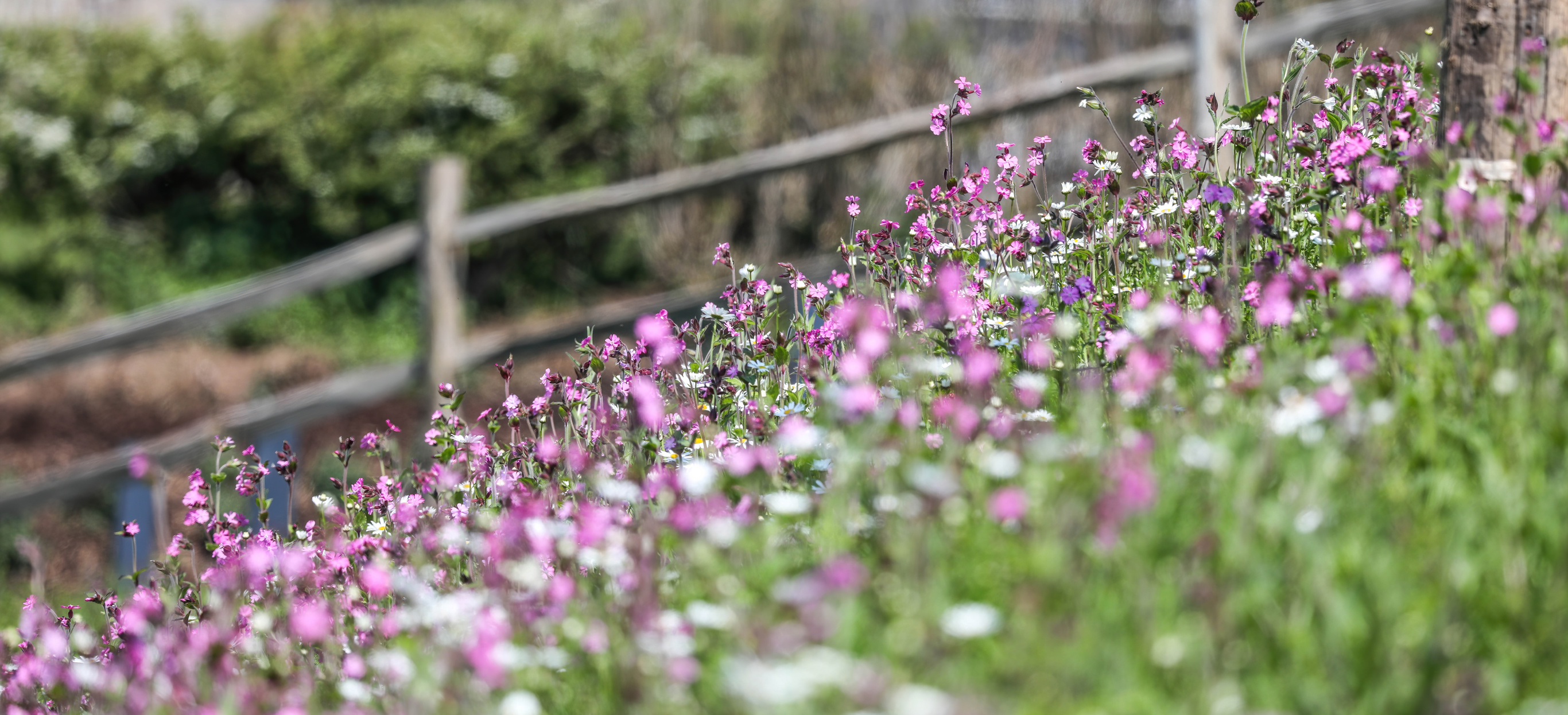 View across Purple wildflowers