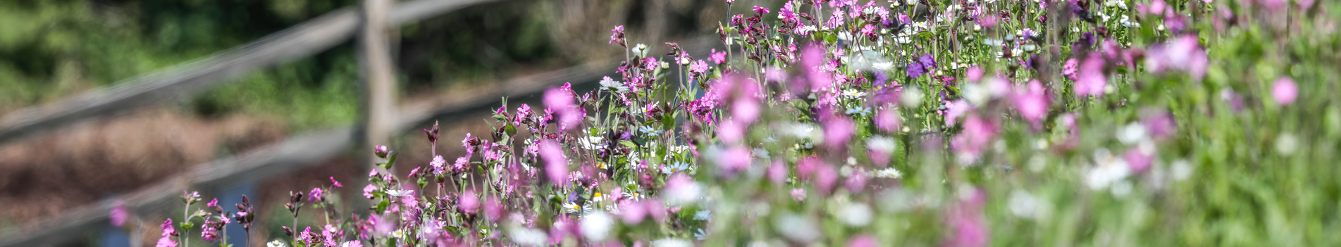 View across Purple wildflowers