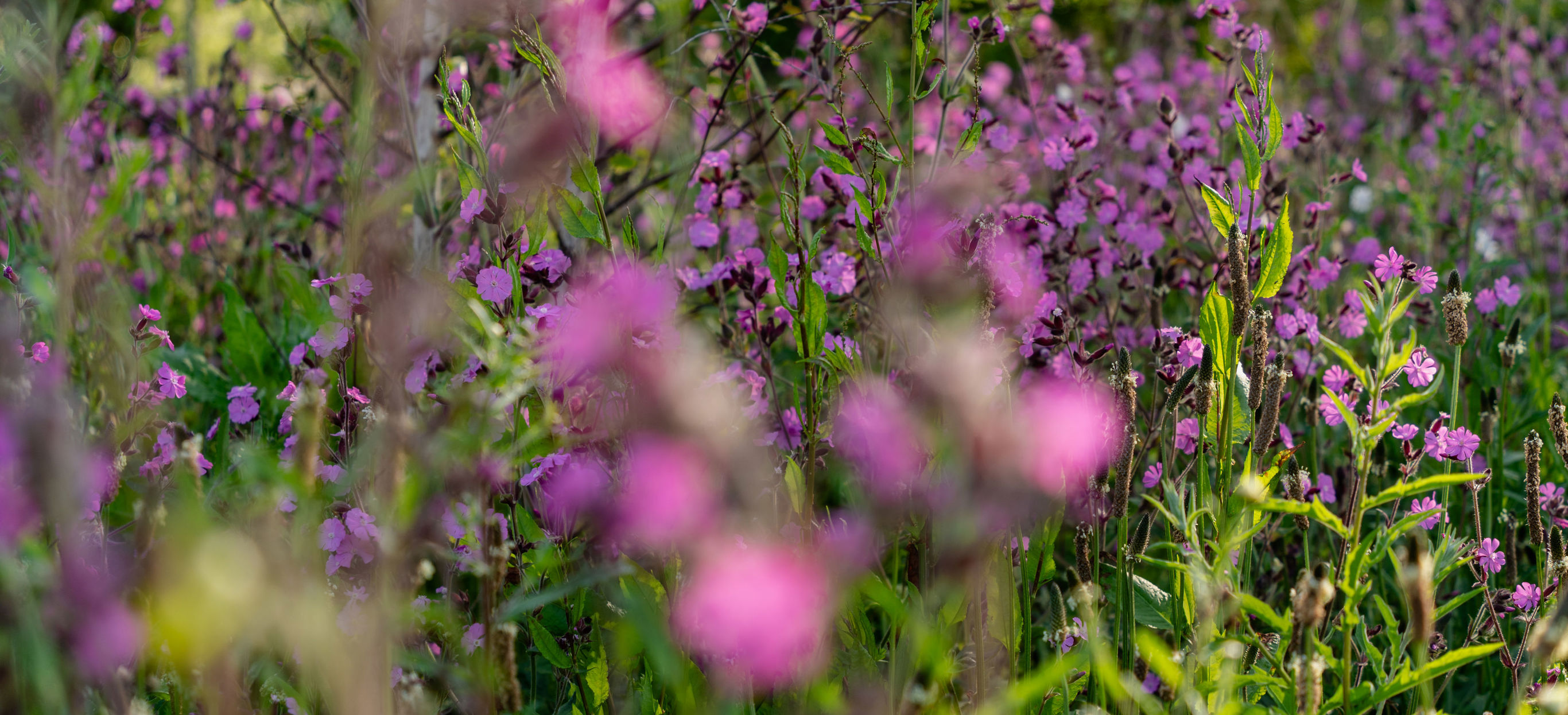Purple Wildflowers