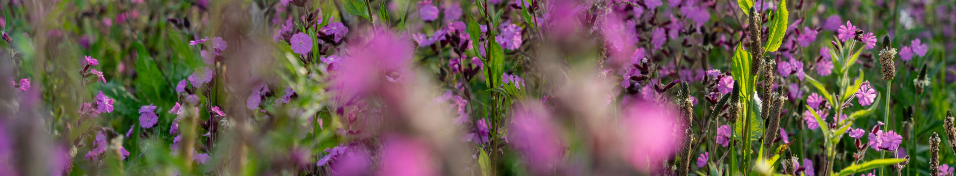 Purple Wildflowers