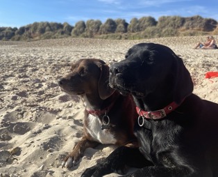 Two dogs sat on a beach
