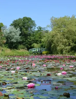 A body of water with various lily pads and pink flowers surrounded by woodland and trees and a footbridge in the distance