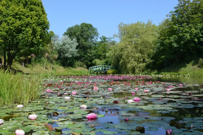 A body of water with various lily pads and pink flowers surrounded by woodland and trees and a footbridge in the distance