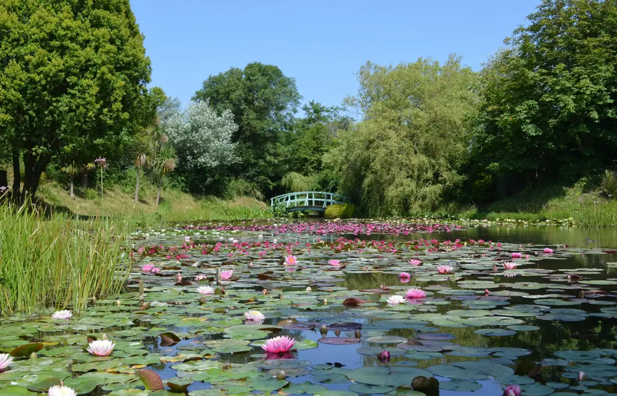 A body of water with various lily pads and pink flowers surrounded by woodland and trees and a footbridge in the distance