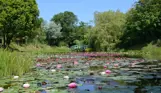 A body of water with various lily pads and pink flowers surrounded by woodland and trees and a footbridge in the distance