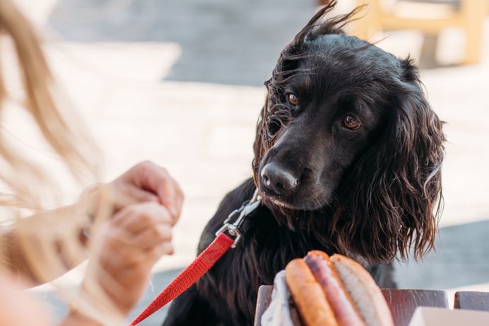 A black dog looking at a child beside a table with a hot dog on it