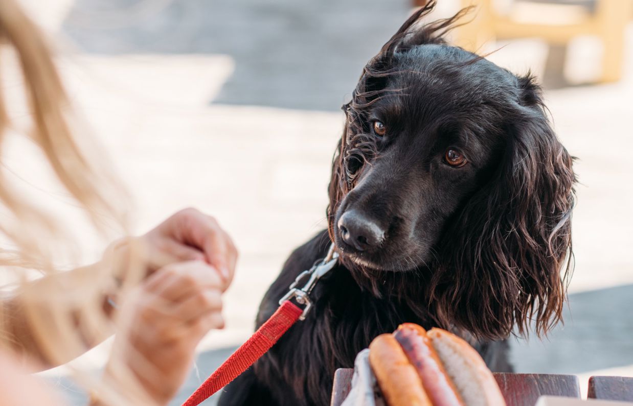 A black dog looking at a child beside a table with a hot dog on it