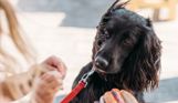 A black dog looking at a child beside a table with a hot dog on it