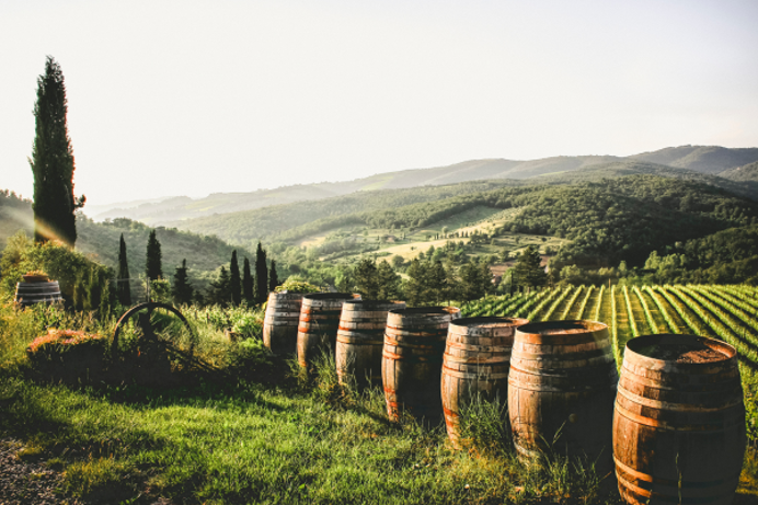 A vineyard field with rows of trees and barrels