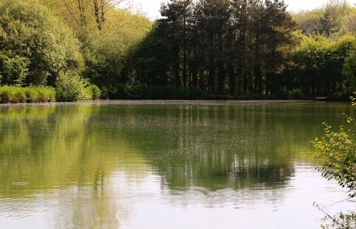 A tranquil lake among woodland and countryside with reflections of the green surroundings