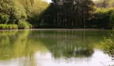 A tranquil lake among woodland and countryside with reflections of the green surroundings