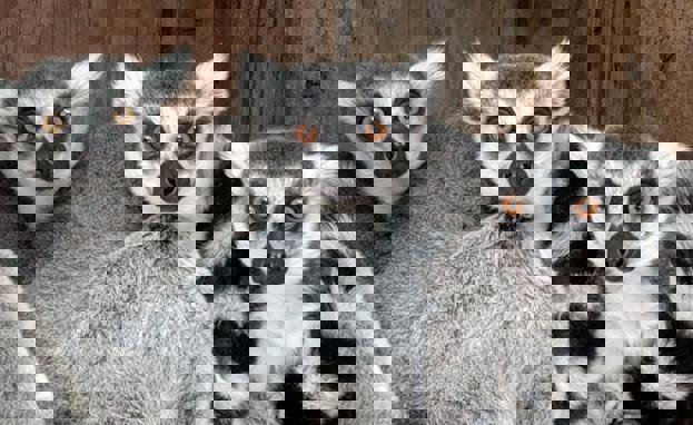 Three lemurs at Porfell Wildlife Park & Sanctuary