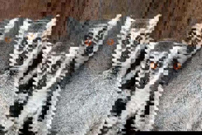 Three lemurs at Porfell Wildlife Park & Sanctuary