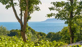 View of Portland through trees from Osmington Mills Lodge Park