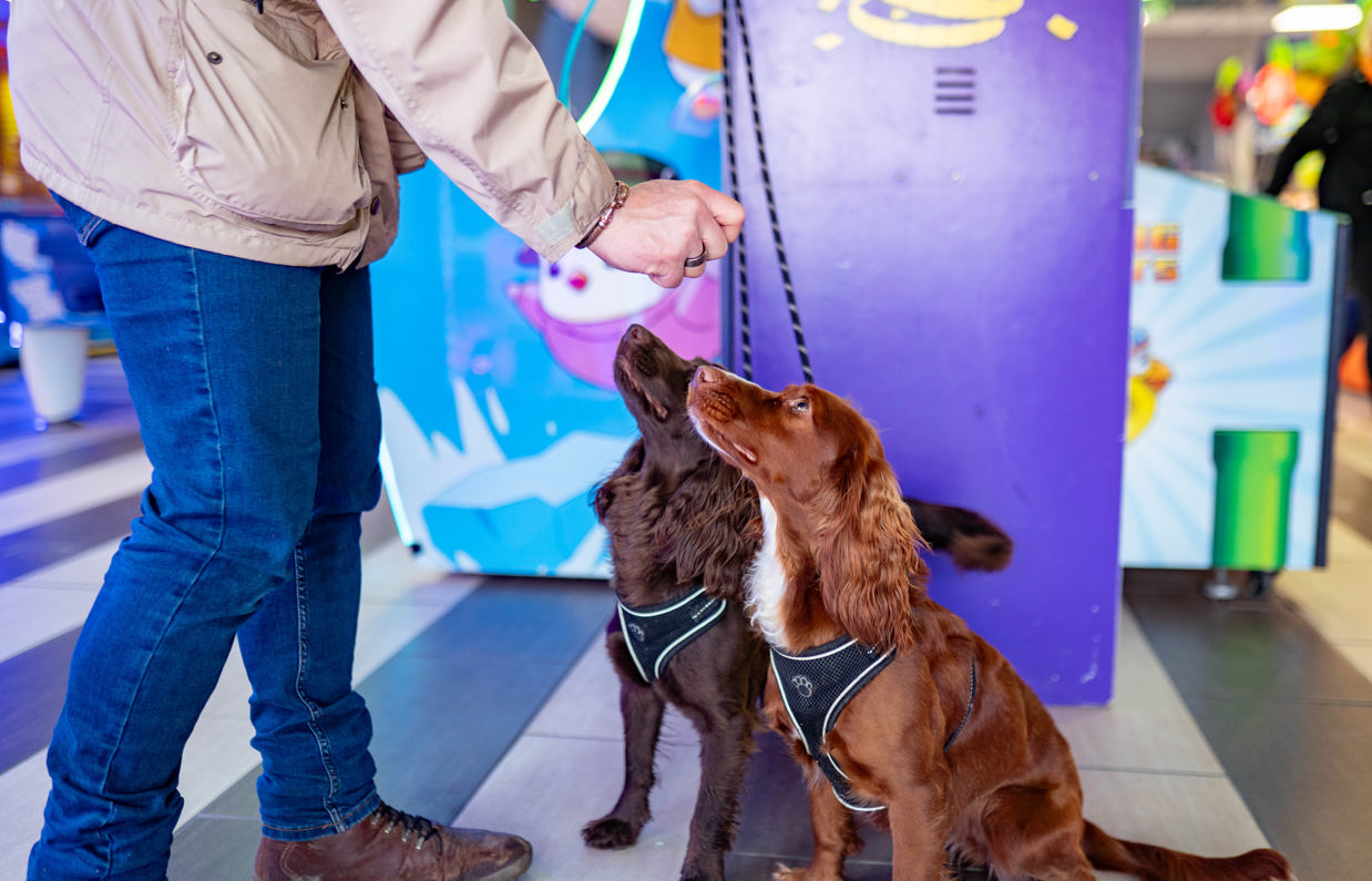Two brown dogs sitting down in Southside Arcade being fed a treat by a man
