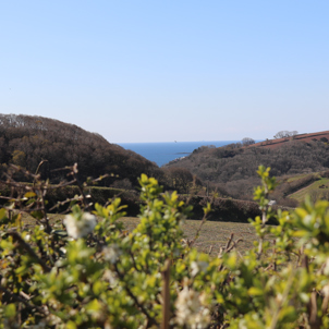 Tregoad Valley Views