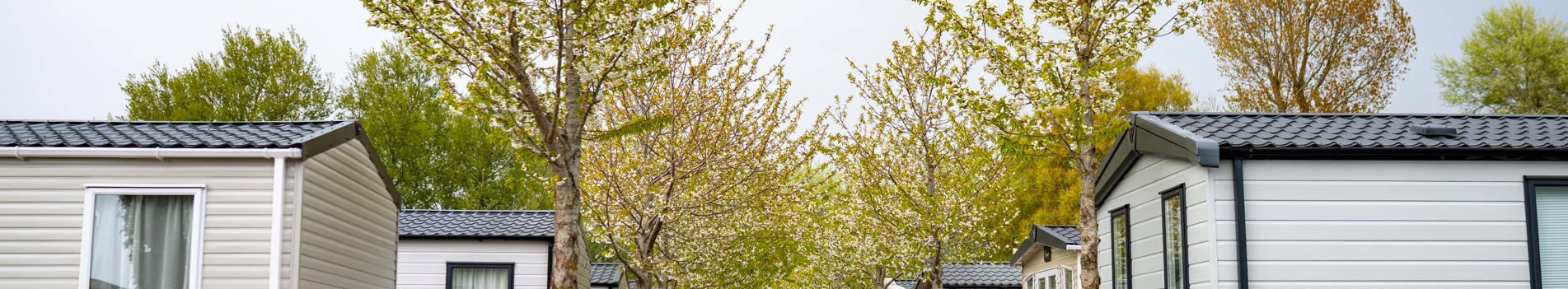 A row of caravans on a caravan park surrounded by trees