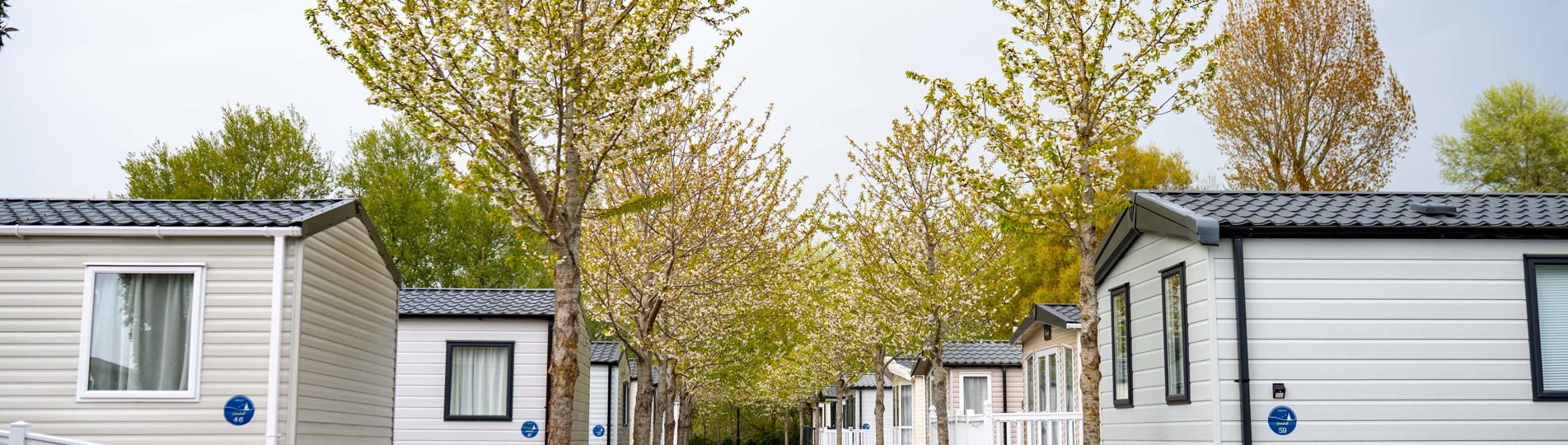 A row of caravans on a caravan park surrounded by trees