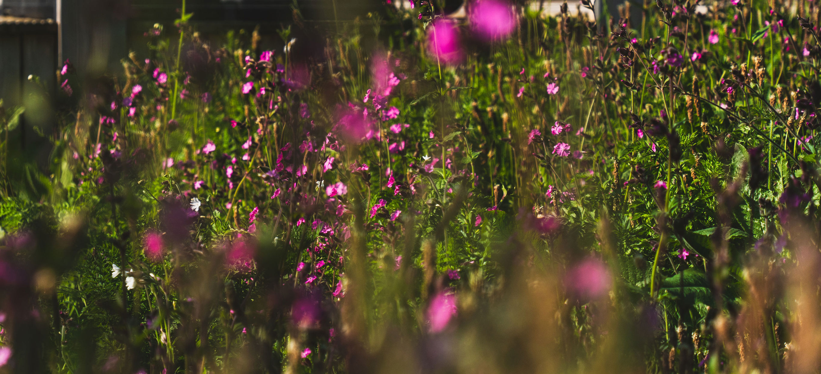 Group of wildflowers in front of a lodge