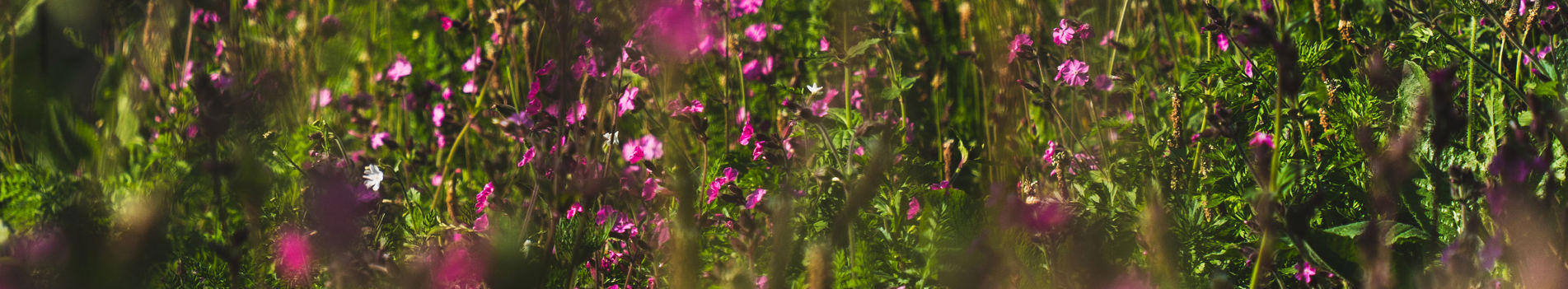 Group of wildflowers in front of a lodge
