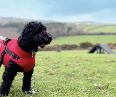 A black fluffy dog wearing a red jacket and harness in a dog agility course field with blue skies