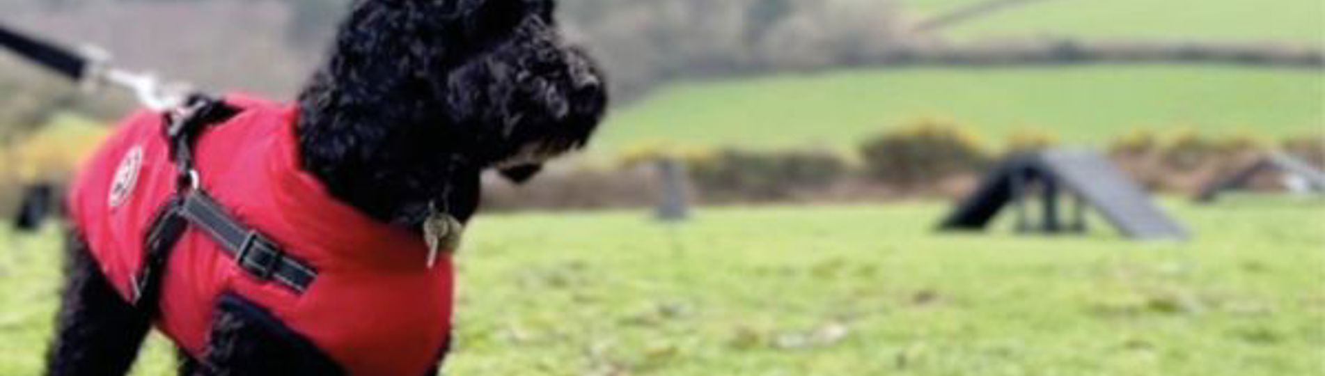 A black fluffy dog wearing a red jacket and harness in a dog agility course field with blue skies