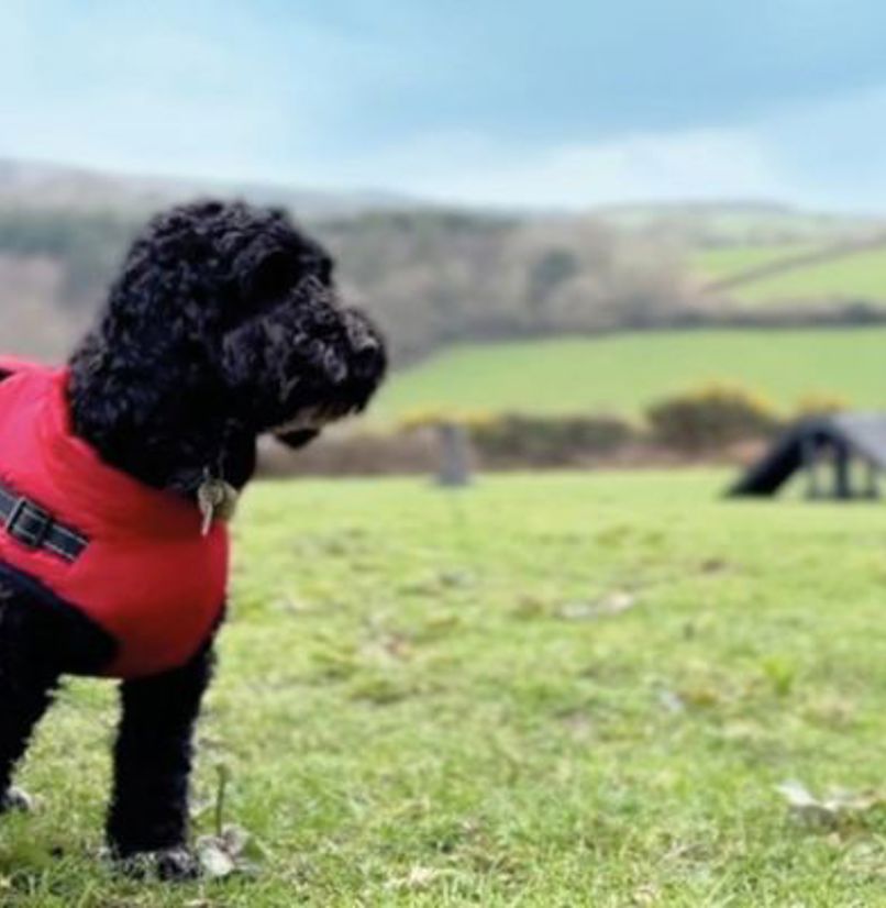 A black fluffy dog wearing a red jacket and harness in a dog agility course field with blue skies