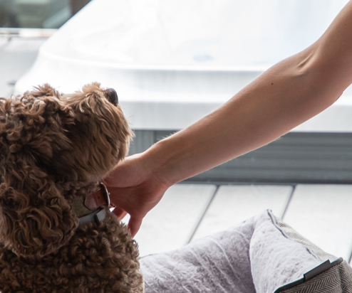 A brown fluffy dog sat in a dog bed in a caravan beside a woman sat in an armchair who is reaching out to stroke them