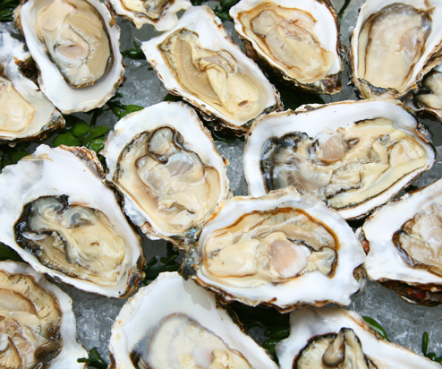 A bunch of oysters on a bed of ice