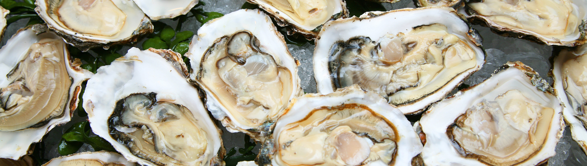 A bunch of oysters on a bed of ice