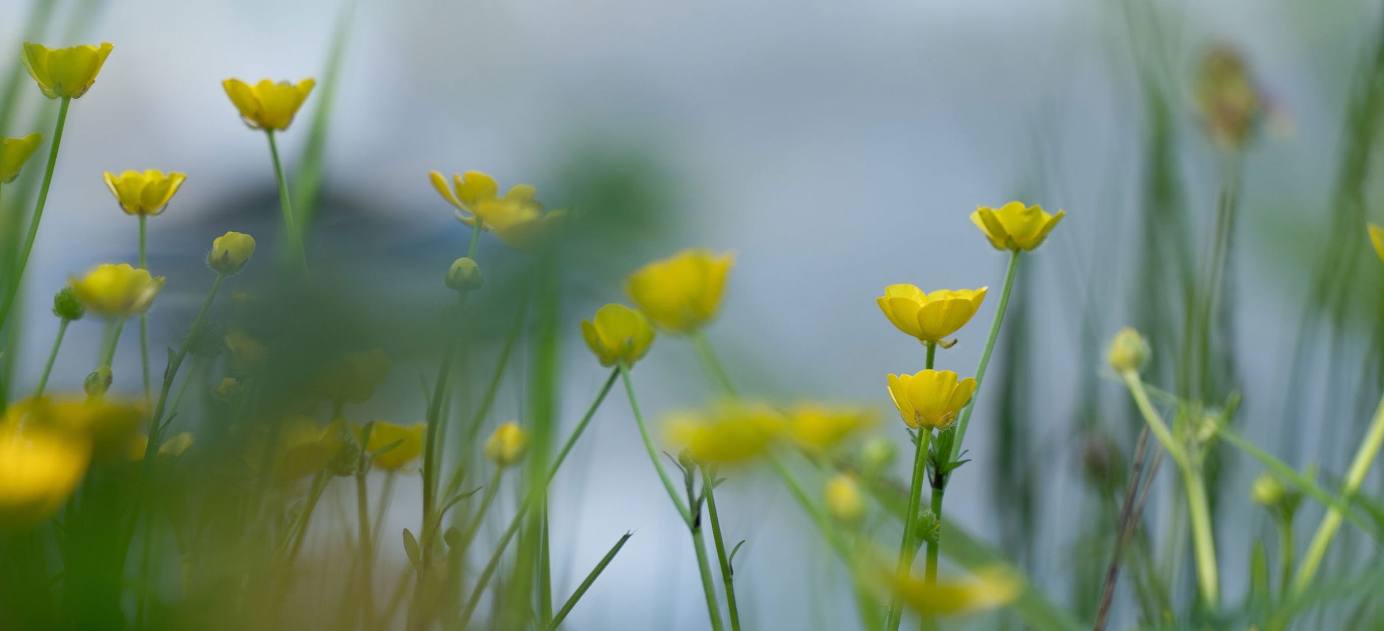 Yellow Wildflowers