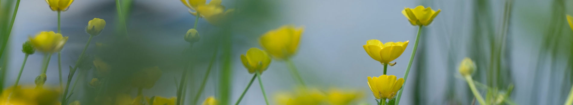 Yellow Wildflowers