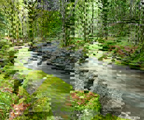 Golitha Falls Forest and riverside