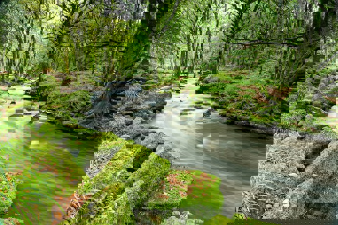 Golitha Falls Forest and riverside