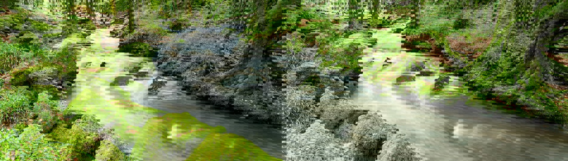 Golitha Falls Forest and riverside