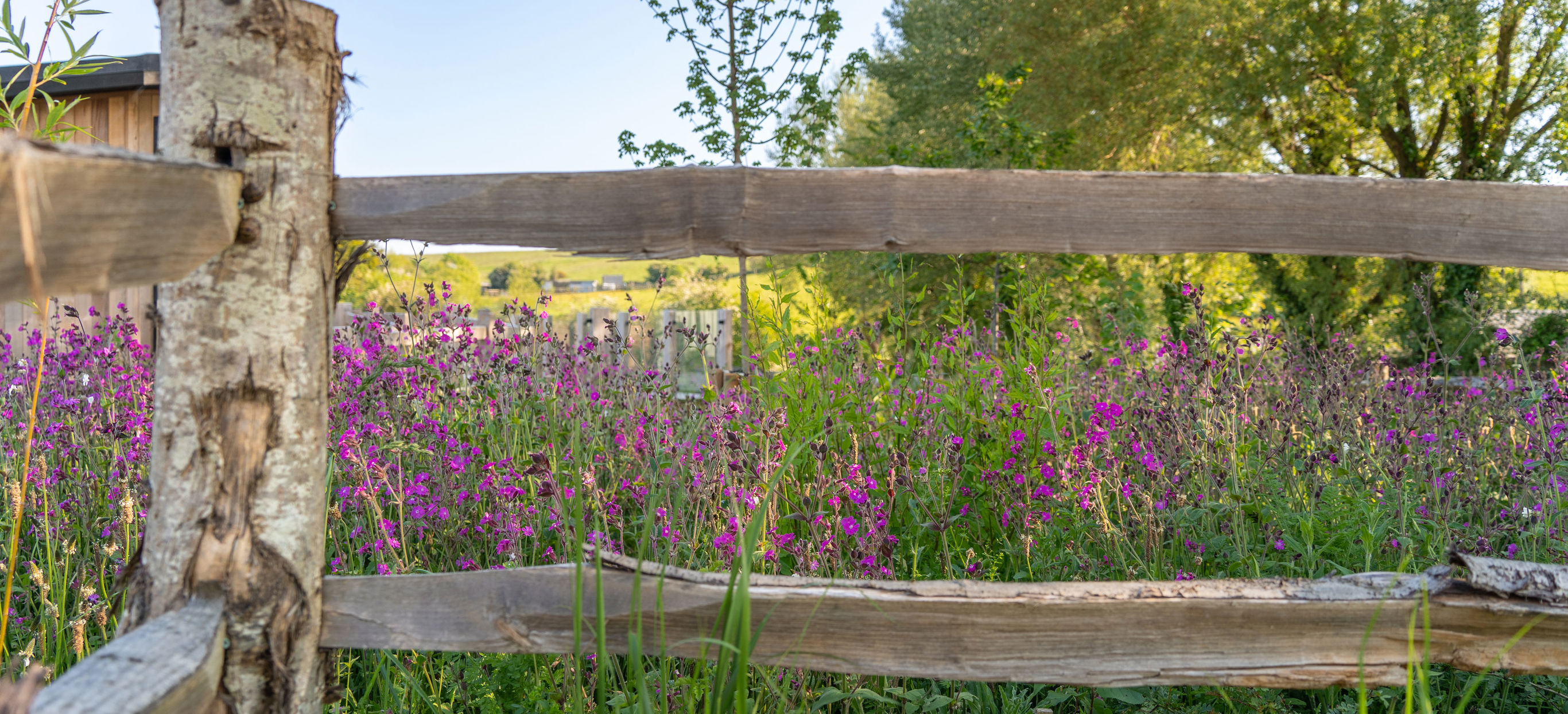 Purple wildflowers behind natural wooden fence