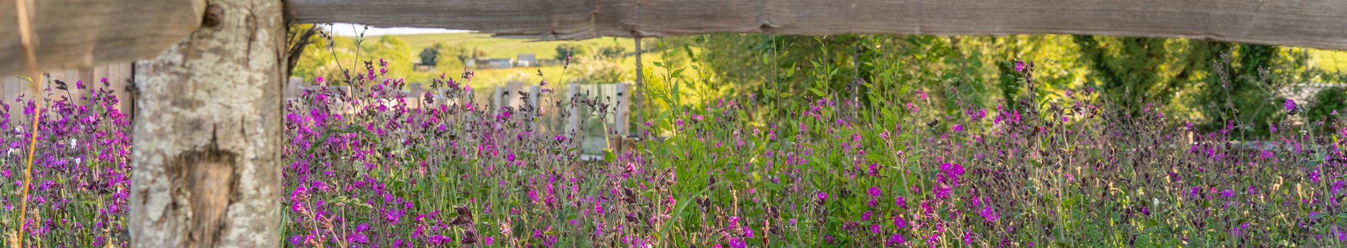 Purple wildflowers behind natural wooden fence