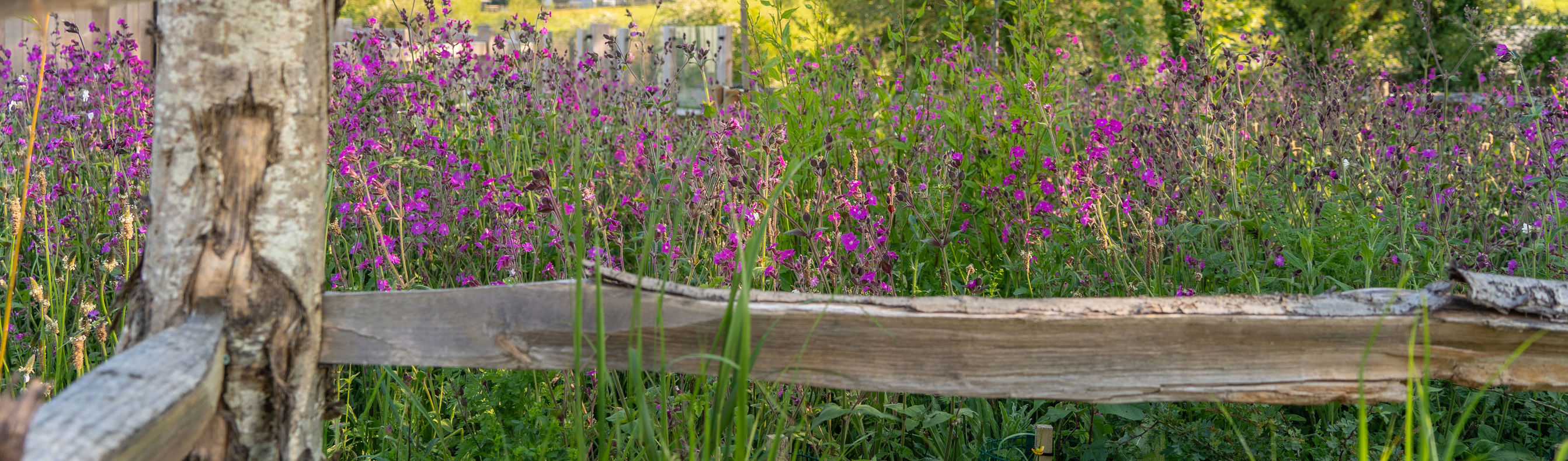 Purple wildflowers behind natural wooden fence