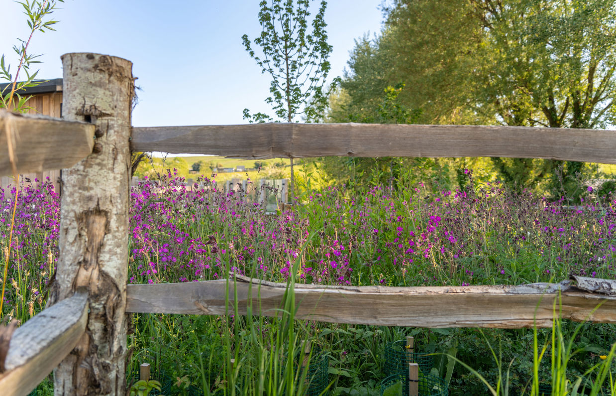 Purple wildflowers behind natural wooden fence