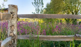 Purple wildflowers behind natural wooden fence