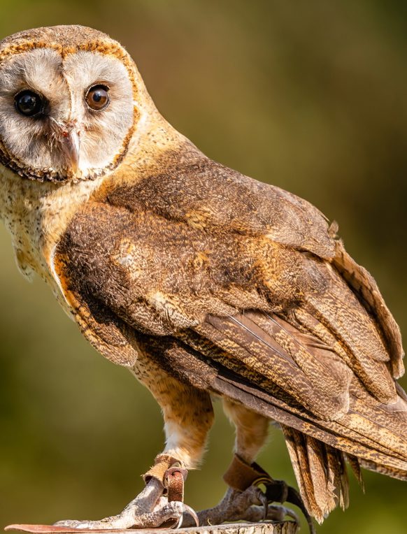 An owl with brown and beige colourings looking left towards the camera