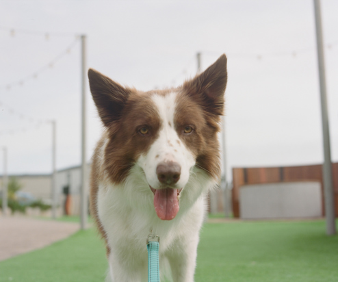 A brown and white dog with its mouth open