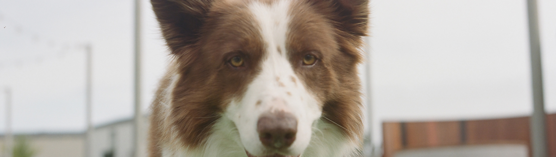 A brown and white dog with its mouth open